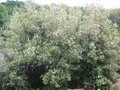 vignette Eucryphia lucida 'Pink Cloud'