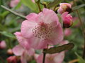 vignette Eucryphia lucida 'Pink Cloud'