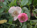 vignette Eucryphia lucida 'Pink Cloud'