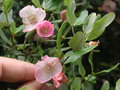 vignette Eucryphia lucida 'Pink Cloud'