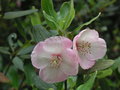 vignette Eucryphia lucida 'Pink Cloud'