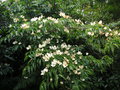 vignette Cornus kousa - Cornouiller  fleurs, Cornouiller du Japon.