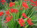 vignette Crocosmia 'Lucifer'