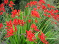 vignette Crocosmia 'Lucifer'