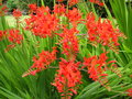 vignette Crocosmia 'Lucifer'