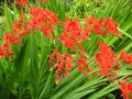 vignette Crocosmia 'Lucifer'