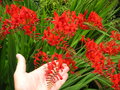 vignette Crocosmia 'Lucifer'