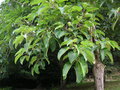 vignette Populus lasiocarpa - Peuplier baumier de Chine