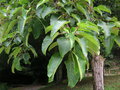 vignette Populus lasiocarpa - Peuplier baumier de Chine