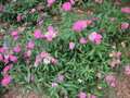 vignette Spiraea japonica 'Anthony Waterer'