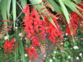 vignette Crocosmia 'Lucifer'