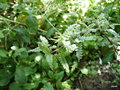 vignette Osteomeles anthyllidifolia var. subrodonta ,