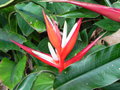vignette Heliconia angusta 'Red christmas'