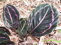 vignette Calathea 'Dottie'