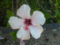 vignette Hibiscus rosa sinensis