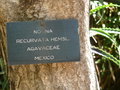 vignette Nolina recurvata hemsl.