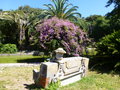 vignette Bougainvillea glabra 'Choisy' - Banc de pierre