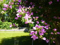 vignette Bassin - Bougainvillea glabra 'Choisy'