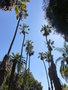 vignette Alle de Washingtonia