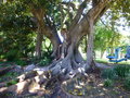 vignette Ficus macrophylla