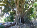 vignette Ficus macrophylla