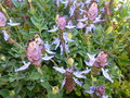 vignette Plectranthus neochilus