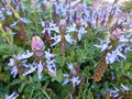 vignette Plectranthus neochilus