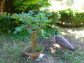 vignette Bonsa Erythrina et Paonne