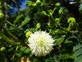 vignette Leucaena ?