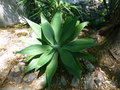 vignette Agave attenuata