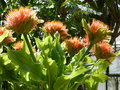 vignette Scadoxus puniceus