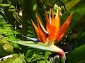 vignette Strelitzia reginae