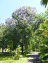 vignette Jacaranda mimosifolia