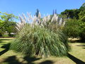 vignette Herbe de la Pampa - Cortaderia selloana