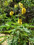 vignette Cassia didymobotrya = Senna didymobotrya