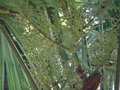 vignette Trachycarpus fortunei  - Palmier de chine femelle