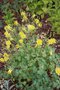 vignette Aquilegia chrysantha 'Yellow Queen' (seedling)