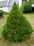 vignette Picea glauca canadensis