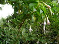 vignette Fuchsia magellanica molinae 'Alba' ,