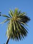 vignette Cordyline australis 'Torbay Dazzler' - Cordyline panache