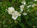 vignette Philadelphus coronarius ,