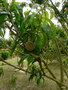 vignette Prunus persica , (rosaceae) , Pcher xx