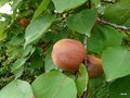 vignette Prunus armeniaca ,abricotier ,