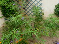vignette Solanum laciniatum / aviculare,