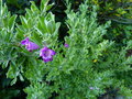 vignette Leucophyllum frutescens green cloud premières fleurs au 13 07 15