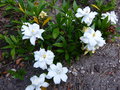 vignette Gardenia perfumed petticoats bien parfumé au 17 07 15