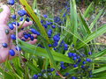 vignette Dianella tasmanica aux beaux fruits bleus au 17 07 15