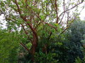 vignette Arbutus andrachne au tronc qui commence  se desquamer au 17 07 15