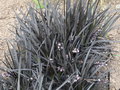 vignette Ophiopogon planiscapus 'Nigrescens' - Ophiopogon noir