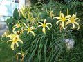 vignette Hemerocallis Kindly Light